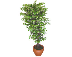 Ficus zel Starlight 1,75 cm   Bursa Abc iek cicek , cicekci 