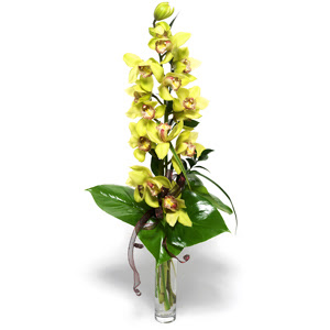  Bursa Abc iek nternetten iek siparii  cam vazo ierisinde tek dal canli orkide