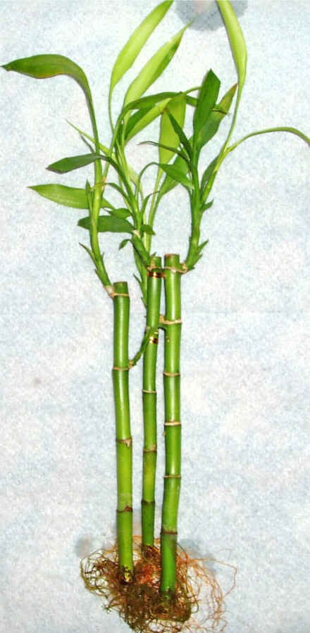 Lucky Bamboo 3 adet vazo hediye edilir   Bursa Abc iek cicek , cicekci 
