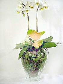  Bursa Abc iek iek sat  Cam yada mika vazoda zel orkideler