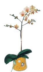  Bursa Abc iek online iek gnderme sipari  Phalaenopsis Orkide ithal kalite
