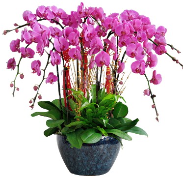 9 dall mor orkide  Bursa Abc iek 14 ubat sevgililer gn iek 