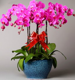 7 dall mor orkide  Bursa Abc iek iek online iek siparii 