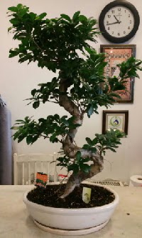 100 cm yksekliinde dev bonsai japon aac  Bursa Abc iek nternetten iek siparii 