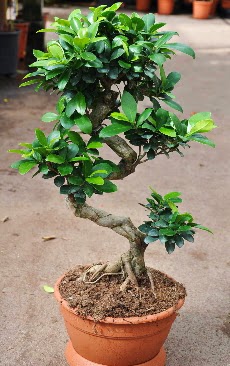 Orta boy bonsai saks bitkisi  Bursa Abc iek internetten iek siparii 