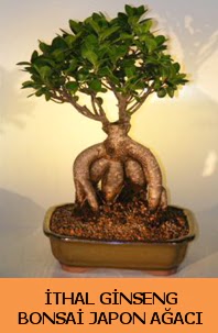 thal japon aac ginseng bonsai sat  Bursa Abc iek nternetten iek siparii 