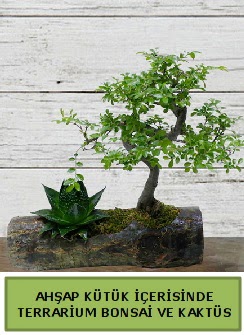 Ahap ktk bonsai kakts teraryum  Bursa Abc iek internetten iek siparii 