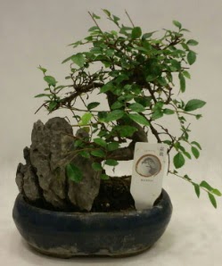 thal 1.ci kalite bonsai japon aac  Bursa Abc iek iek sat 