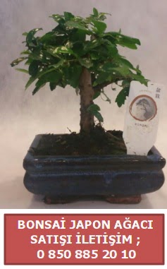 Japon aac minyar bonsai sat  Bursa Abc iek iek sat 