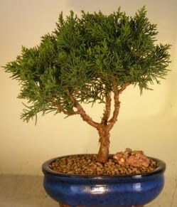 Servi am bonsai japon aac bitkisi  Bursa Abc iek iek yolla 