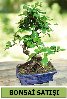 am bonsai japon aac sat  Bursa Abc iek iek sat 