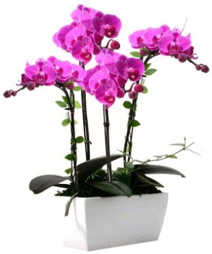 Seramik vazo ierisinde 4 dall mor orkide  Bursa Abc iek iek sat 