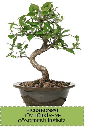 Ficus bonsai  Bursa Abc iek iek gnderme sitemiz gvenlidir 