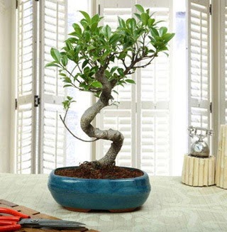 Amazing Bonsai Ficus S thal  Bursa Abc iek internetten iek siparii 