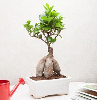 Exotic Ficus Bonsai ginseng  Bursa Abc iek iek servisi , ieki adresleri 