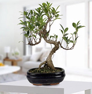 Gorgeous Ficus S shaped japon bonsai  Bursa Abc iek yurtii ve yurtd iek siparii 
