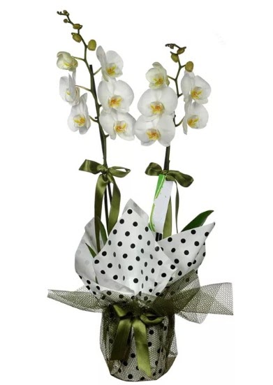ift Dall Beyaz Orkide  Bursa Abc iek 14 ubat sevgililer gn iek 