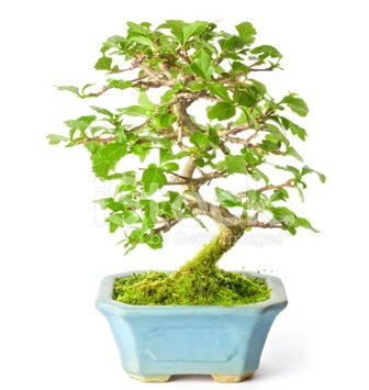 S zerkova bonsai ksa sreliine  Bursa Abc iek nternetten iek siparii 