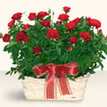  Bursa Abc çiçek İnternetten çiçek siparişi  11 adet kirmizi gül sepette