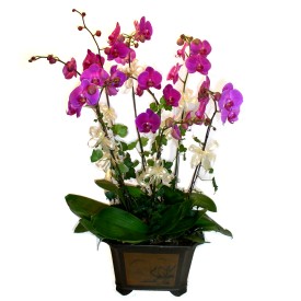  Bursa Abc iek cicek , cicekci  4 adet orkide iegi
