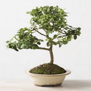 ithal bonsai saksi iegi  Bursa Abc iek iek online iek siparii 