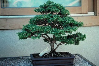 ithal bonsai saksi iegi  Bursa Abc iek 14 ubat sevgililer gn iek 