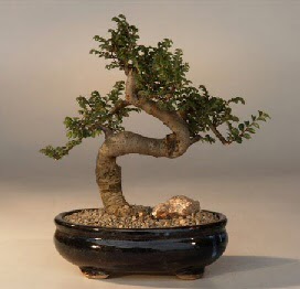 ithal bonsai saksi iegi  Bursa Abc iek 14 ubat sevgililer gn iek 