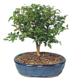  Bursa Abc iek ieki maazas  ithal bonsai saksi iegi  Bursa Abc iek online ieki , iek siparii 