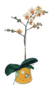  Bursa Abc iek online iek gnderme sipari  Phalaenopsis Orkide ithal kalite