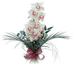  Bursa Abc iek iek siparii sitesi  Dal orkide ithal iyi kalite
