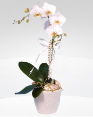 1 dallı orkide saksı çiçeği  Bursa Abc çiçek online çiçekçi , çiçek siparişi 