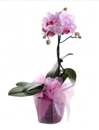 1 dal pembe orkide saksı çiçeği  Bursa Abc çiçek kaliteli taze ve ucuz çiçekler 