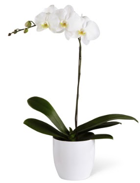 1 dall beyaz orkide  Bursa Abc iek 14 ubat sevgililer gn iek 