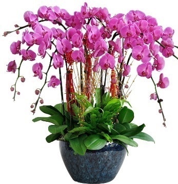 9 dallı mor orkide  Bursa Abc çiçek 14 şubat sevgililer günü çiçek 