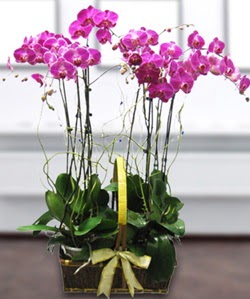 4 dall mor orkide  Bursa Abc iek gvenli kaliteli hzl iek 