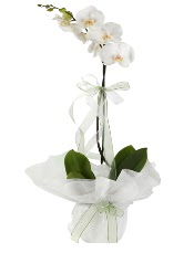 1 dal beyaz orkide iei  Bursa Abc iek iek siparii vermek 