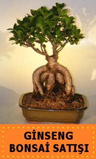 Ginseng bonsai sat japon aac  Bursa Abc iek cicek , cicekci 