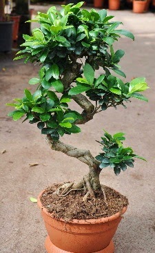 Orta boy bonsai saks bitkisi  Bursa Abc iek internetten iek siparii 