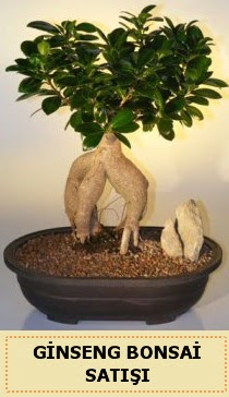 thal Ginseng bonsai sat japon aac  Bursa Abc iek iek siparii sitesi 