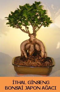 thal japon aac ginseng bonsai sat  Bursa Abc iek nternetten iek siparii 