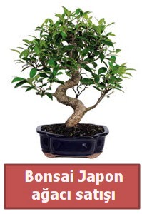 Japon aac bonsai sat  Bursa Abc iek iek siparii sitesi 