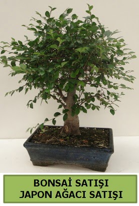 Minyatr bonsai japon aac sat  Bursa Abc iek iek gnderme sitemiz gvenlidir 