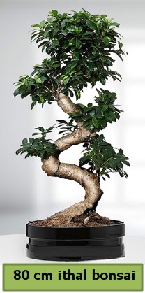 80 cm özel saksıda bonsai bitkisi  Bursa Abc çiçek çiçekçi telefonları 