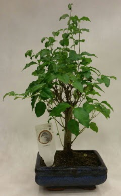 Minyatr bonsai japon aac sat  Bursa Abc iek ieki telefonlar 