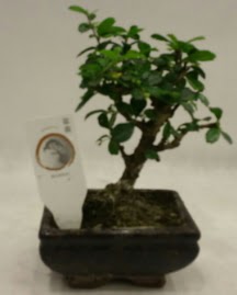 Kk minyatr bonsai japon aac  Bursa Abc iek iek gnderme 