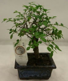 Minyatr ithal japon aac bonsai bitkisi  Bursa Abc iek iek sat 