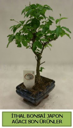 thal bonsai japon aac bitkisi  Bursa Abc iek hediye sevgilime hediye iek 