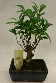 Japon aac bonsai bitkisi sat  Bursa Abc iek ieki telefonlar 