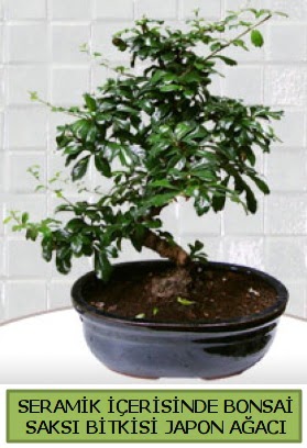 Seramik vazoda bonsai japon aac bitkisi  Bursa Abc iek iek siparii sitesi 