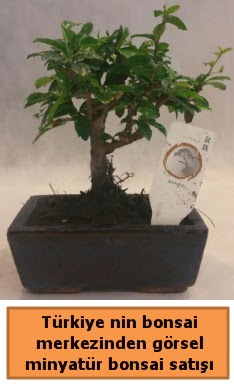 Japon aac bonsai sat ithal grsel  Bursa Abc iek iek yolla 